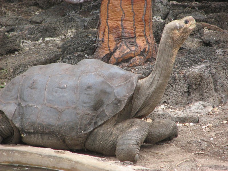 加拉巴哥動物園的明星動物:孤獨喬治(Lonesome_George)