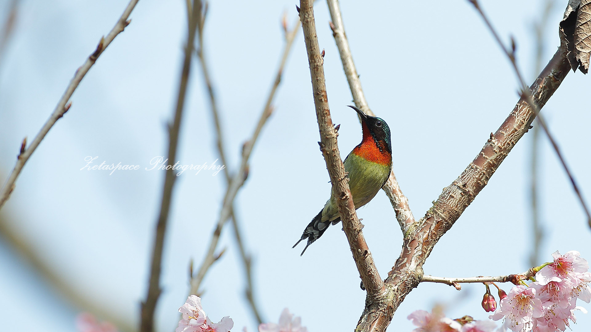 叉尾太陽鳥-雄鳥