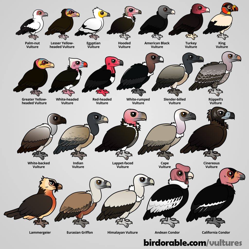 International-Vulture-Awareness-Day