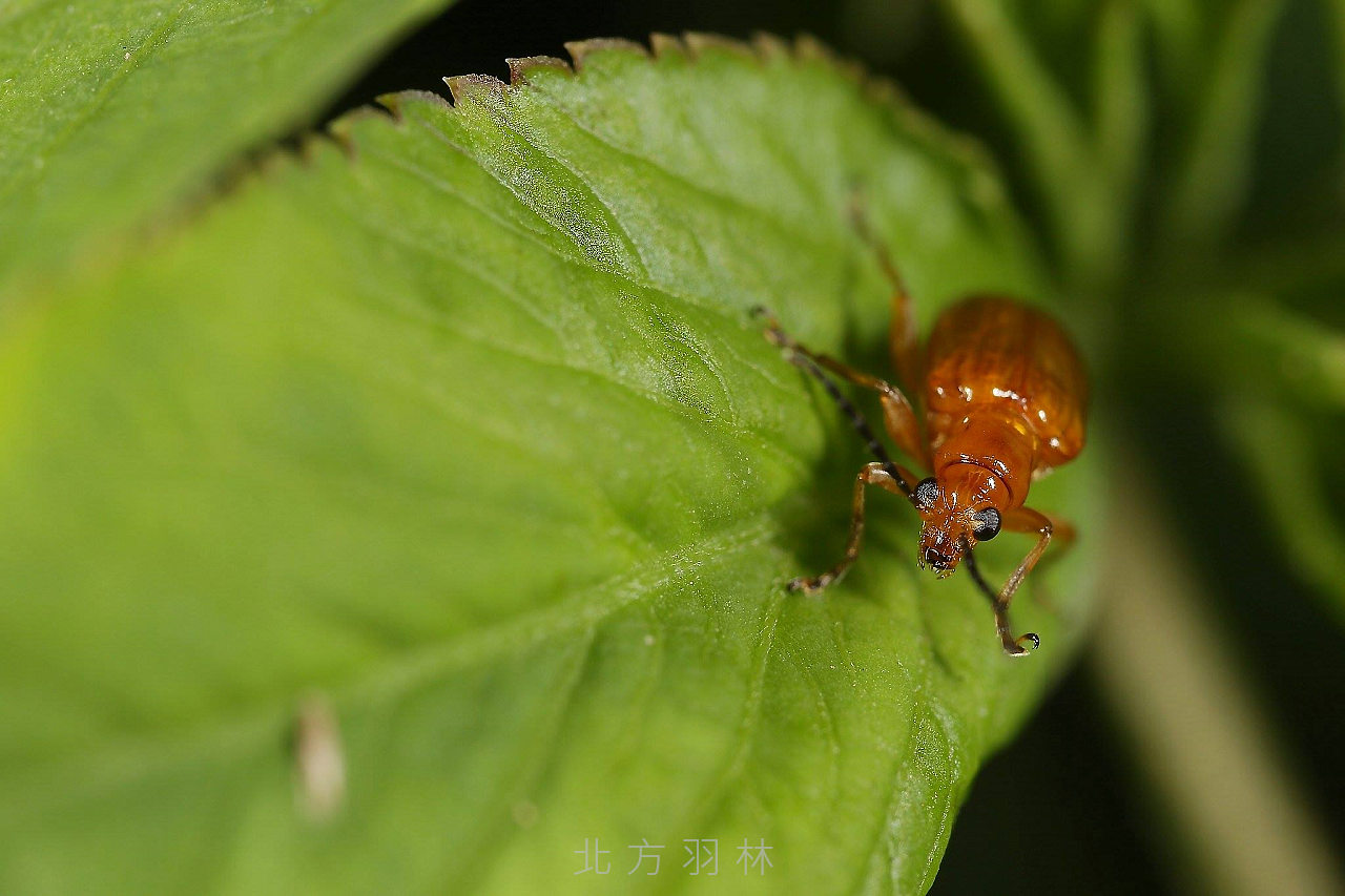 黃細頸金花蟲