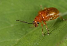 甲蟲-黃細頸金花蟲
