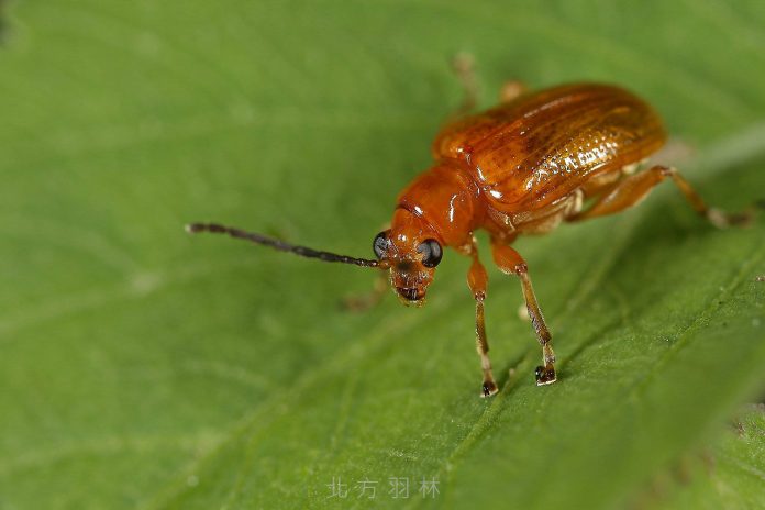 甲蟲-黃細頸金花蟲
