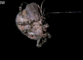 蜘蛛都是結著網等獵物上門嗎？看看流星錘蜘蛛特別的捕食方式吧