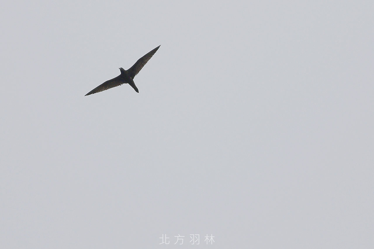 穴鳥