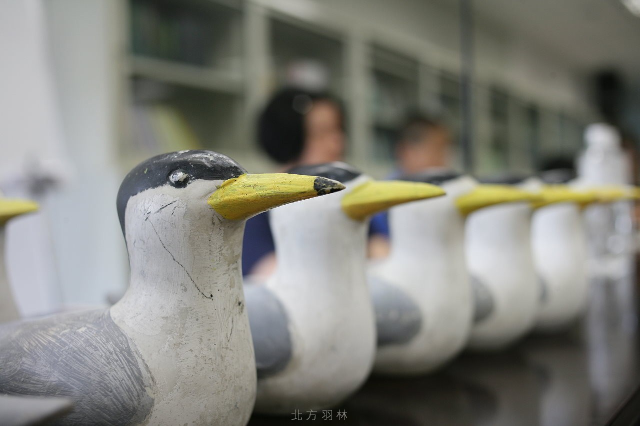 鳳頭燕鷗彩繪活動